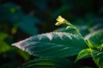 Blüte im Licht