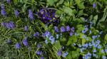 3 blaue Blumen