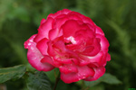 Rose im Regen 3