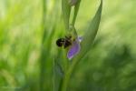 Ophrys apifera