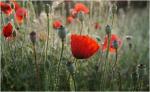 Mohn I