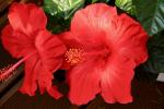 Hibiscus rot