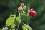 Rose im Regen (Beschnitt)