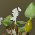 Dendrobium aberans