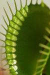 Dionaea muscipula