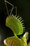 Dionaea muscipula