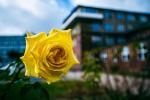 Die letzte Rose im Gefängnishof