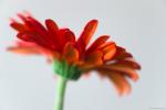 Gerbera IV