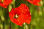 Mohn