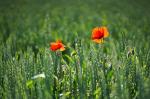 Mohn