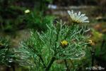 FROZEN DAISYS