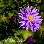 Herbst-Aster