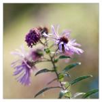 Blüte im Herbst