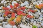 Herbstbunt3