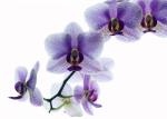 Orchidee