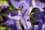 Iris einmal anders