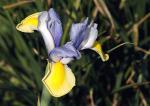 Iris Gelb Blau