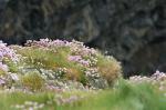 Cliffs of Kilkee 10