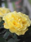 yellow rose