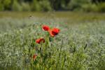 Klatsch-Mohn