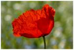 Klatschmohn