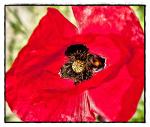 Klatschmohn mit tierischem Besucher