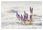 Krokus im Schnee