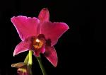 Laelia anceps Hybride