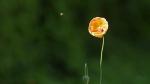 Anflug zur Mohn-Landung