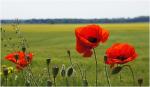 Wenig Mohn in diesem Jahr – 1