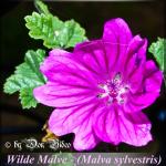 Malve - Malva sylvestris