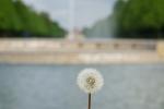 Pusteblume im Schloßpark