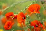 Mohn 2