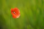 Mohn im Wind