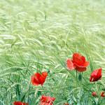 wilder Mohn