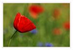 Mohn1