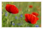 Mohn2