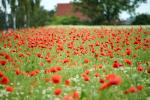 Mohn gegen Künast