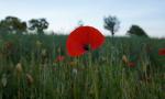 Ein-Blatt-Mohn