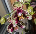 Orchidee_2