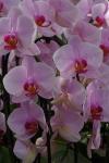 Orchidee rosa