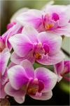 Orchideen II