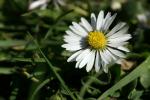 Gänseblümchen im Sonnenschein - unbearbeitet