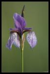 Sibirische Schwertlilie [Iris sibirica]