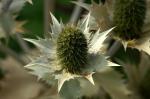 Distel