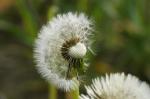 Pusteblume