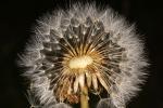 Pusteblume