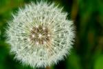 Pusteblume