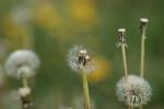 ausrangierte Pusteblume