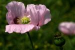 Rosa Mohnblume am Wegesrand